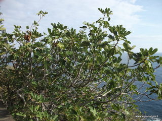 nta Maria la Scala-13-11-2012 09-49-15